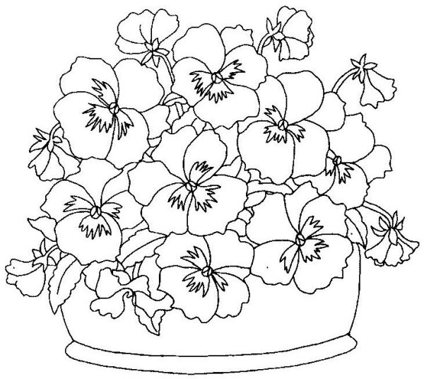 Фиалка рисунок