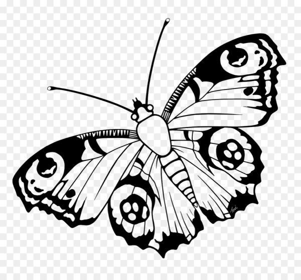 Насекомые черно белые