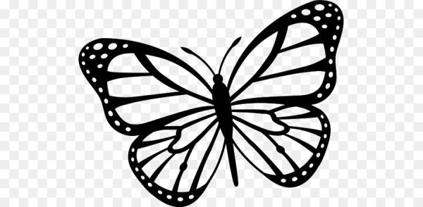 Контур бабочки на прозрачном фоне