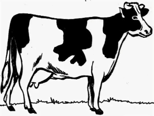Чёрно белая корова рисунок