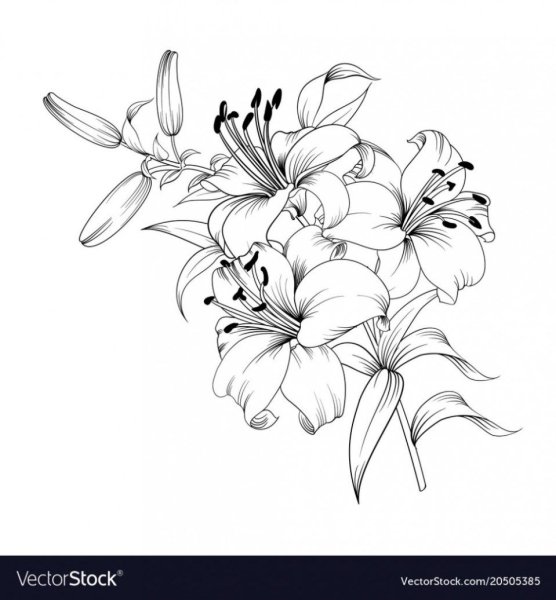 Букет лилий карандашом