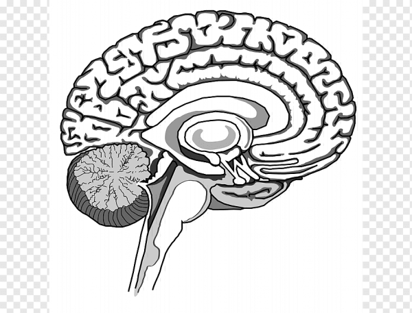 Головной мозг