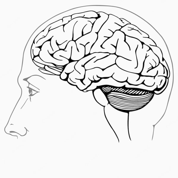 Мозг человека раскраска