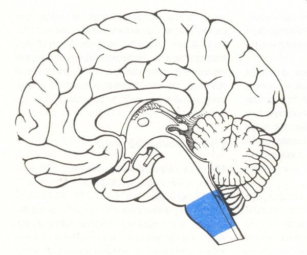 Myelencephalon анатомия