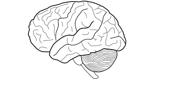 Мозг человека раскраска