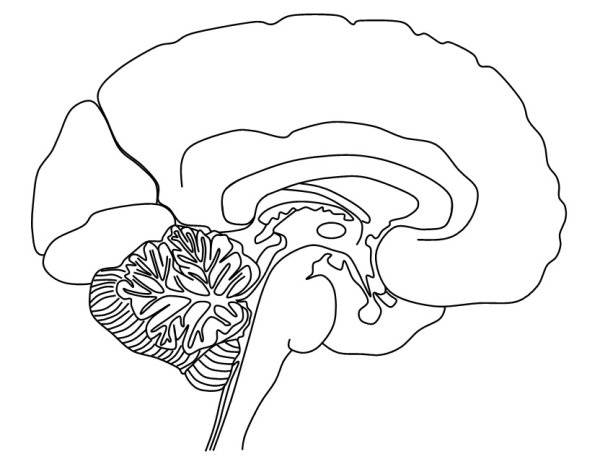 Головной мозг черно белый