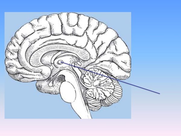 Промежуточный мозг Сагиттальный срез