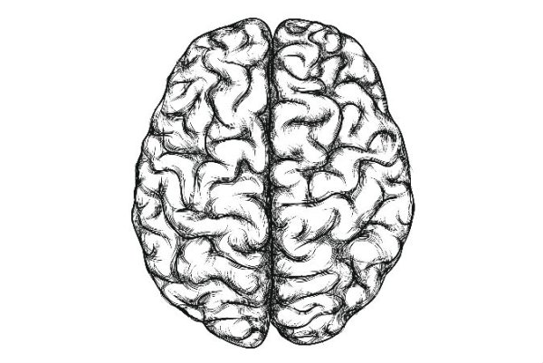 Человеческий мозг вид сверху