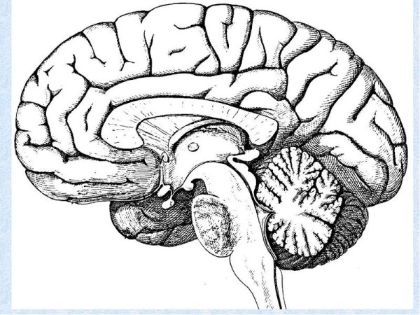 Строение мозолистого тела головного мозга