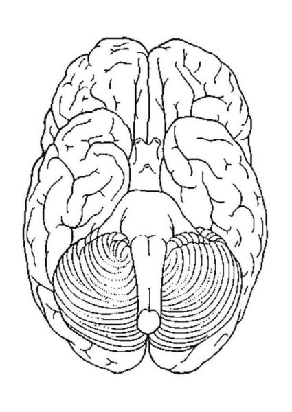 Головной мозг раскраска