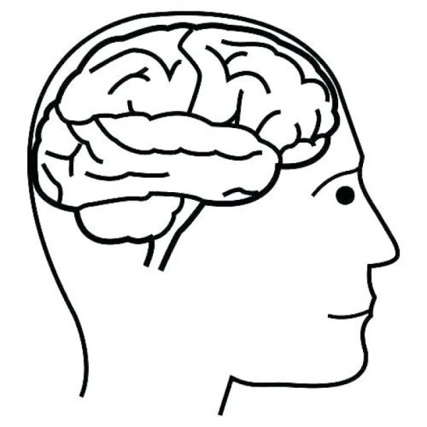 Схема долей коры головного мозга