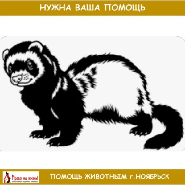 Хорек трафарет