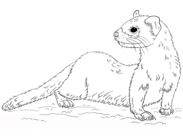 Европейская норка