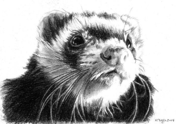 Портрет хорька