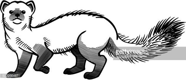 Векторное изображение соболя