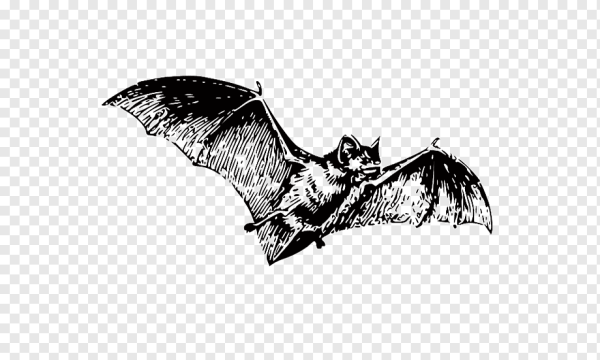 Летучая мышь черно белая
