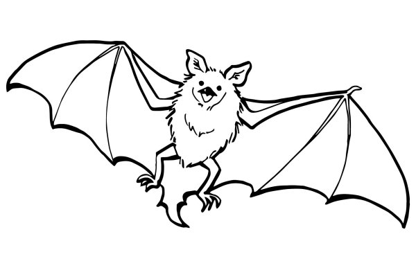 Летучая мышь раскраска для детей