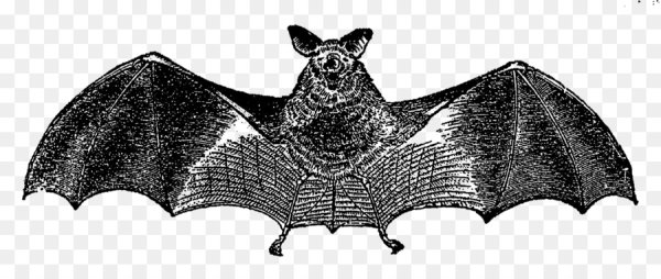 Фигура летучей мыши