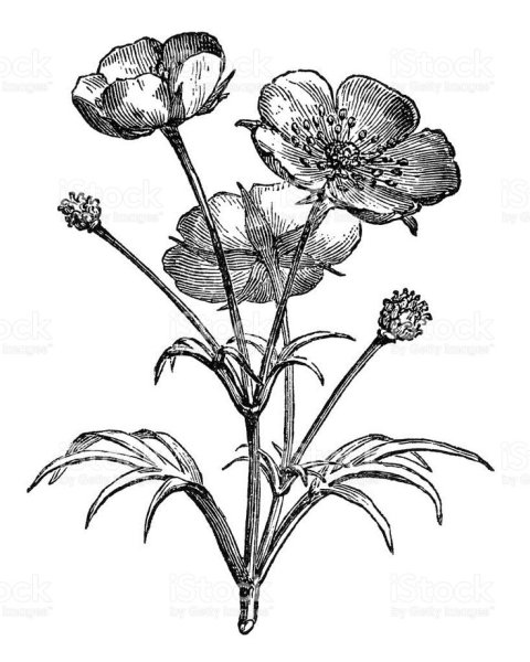 Лютик карандашом