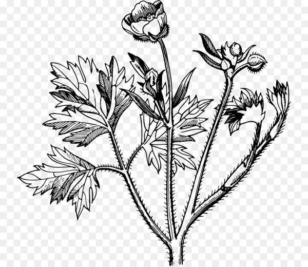 Лютик цветок