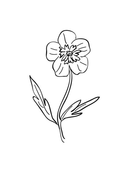 Лютик едкий