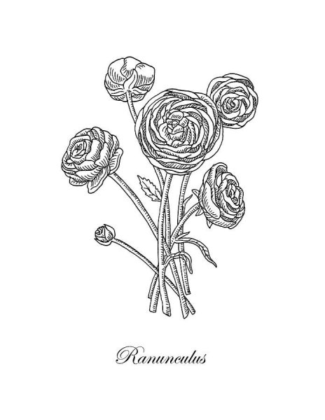 Лютик цветок