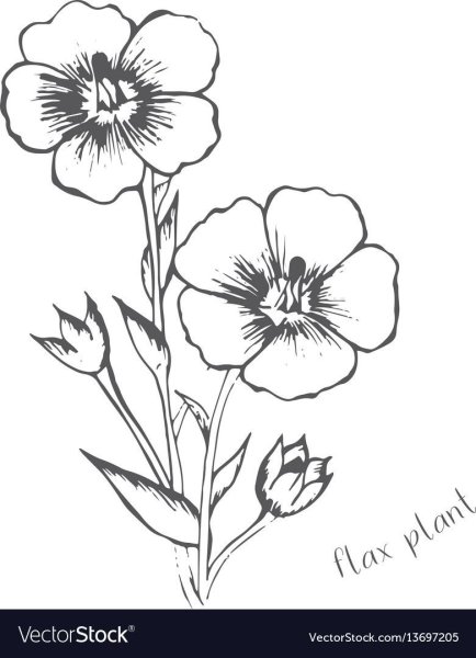 Лен карандашом