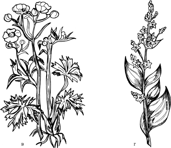Лютик едкий куриная слепота