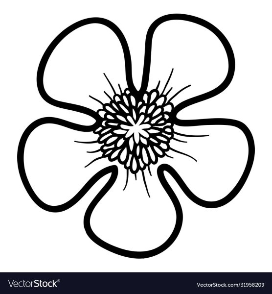 Цветок Лютик раскраска для детей