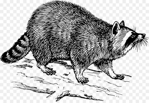 Барсук картинка для детей