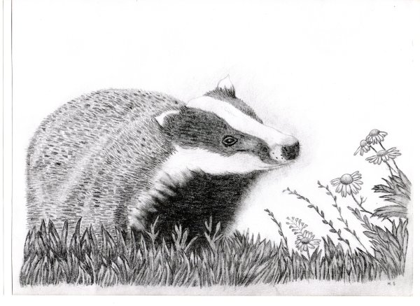 Барсук карандашом