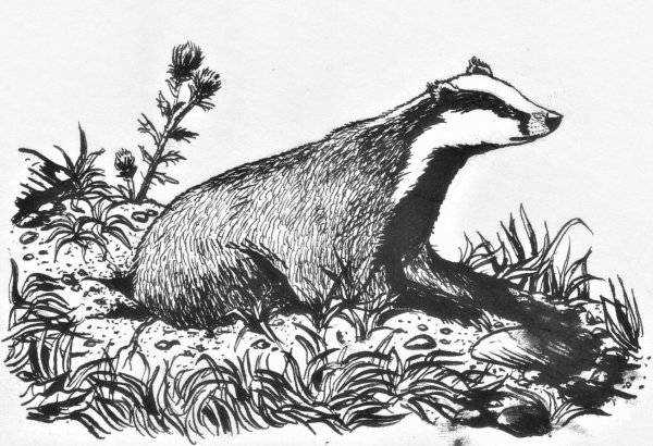 Барсучий нос рисунок