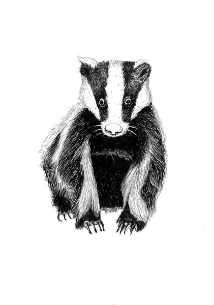Барсук карандашом