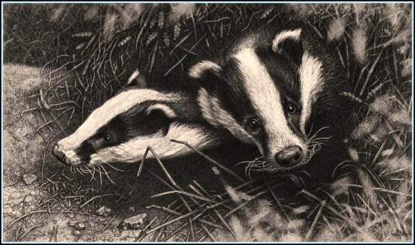 Барсук карандашом