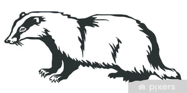 Барсук контур