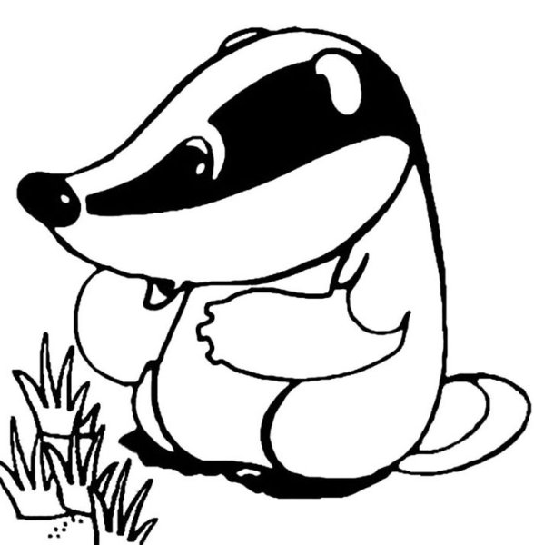 Барсук раскраска для детей