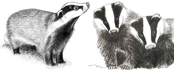 Барсук для детей