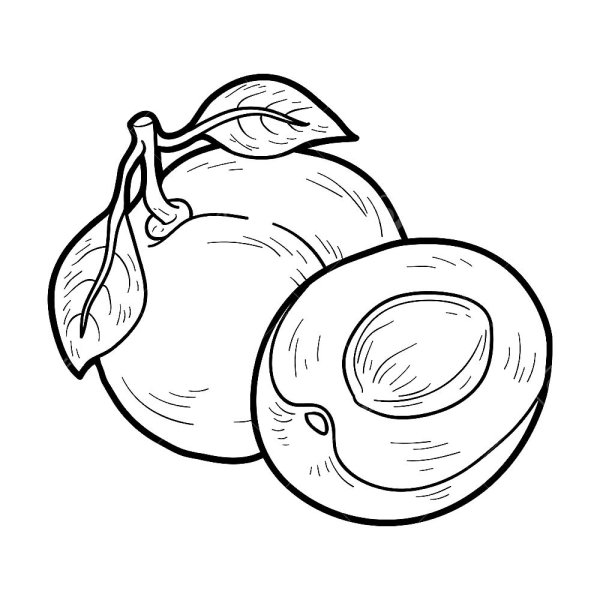 Слива раскраска для детей