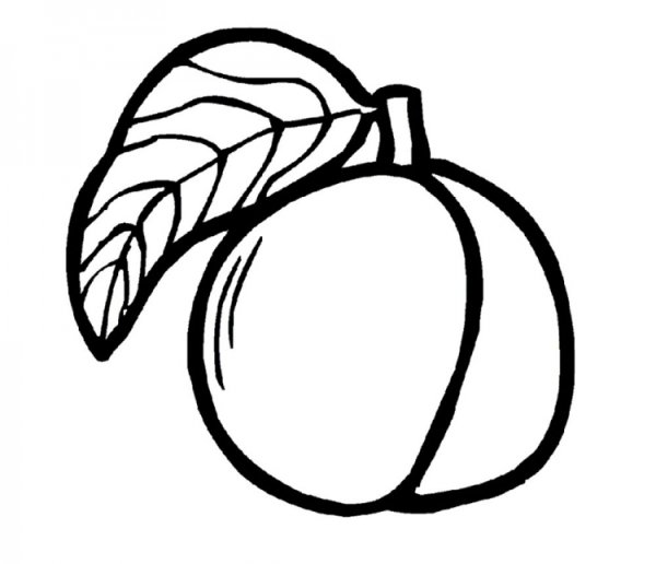 Абрикос раскраска