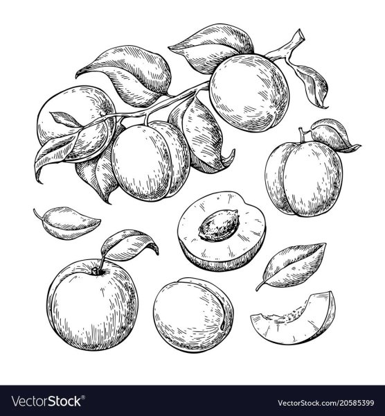 Слива раскраска для малышей