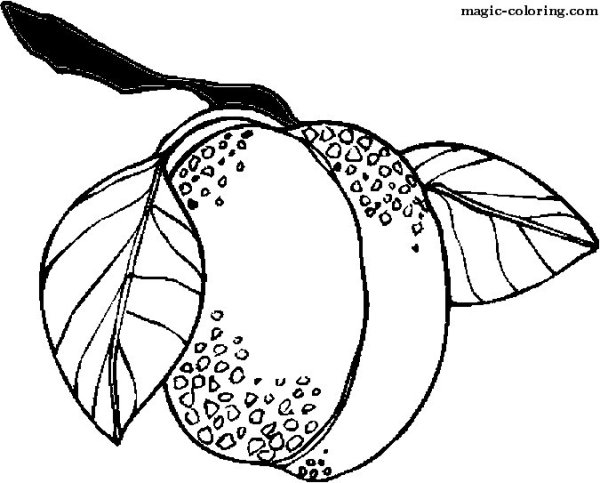 Слива раскраска для детей