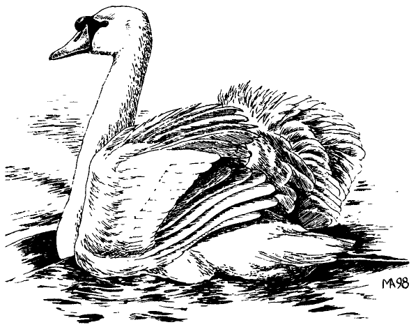 Лебедь карандашом