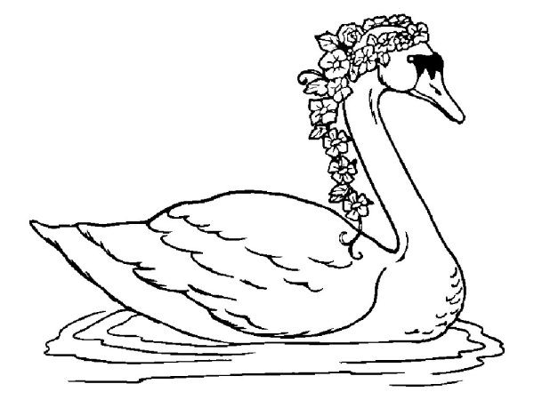 Лебедь шипун раскраска