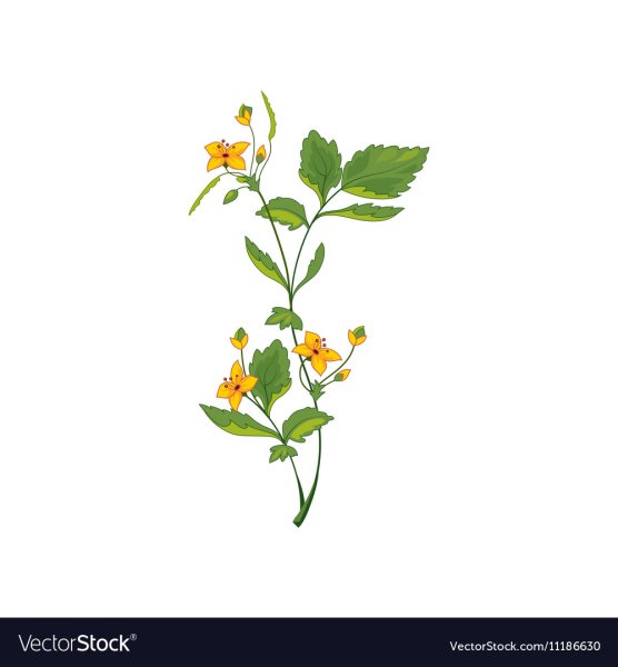 Чистотел большой черно белый