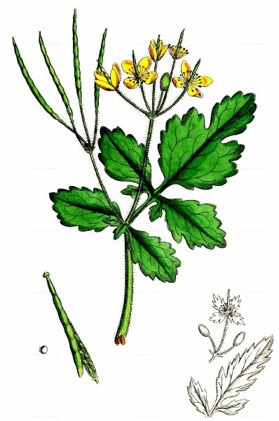 Герань раскраска для детей