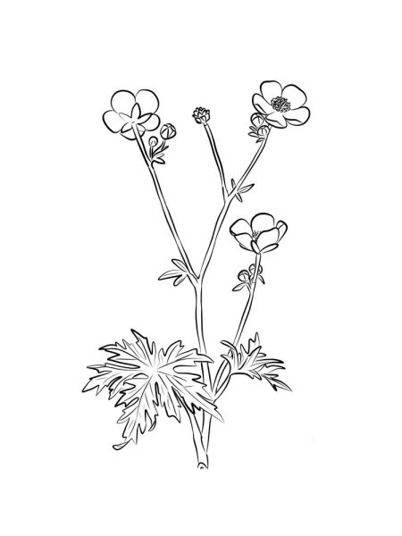 Чистотел большой рисунок