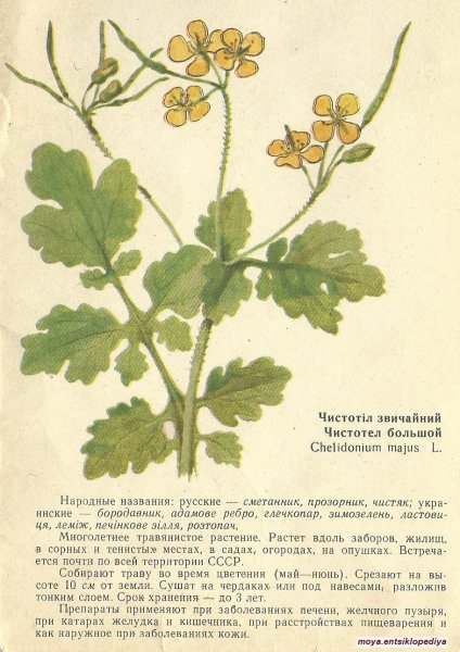 Пеларгония душистая рисунок