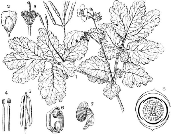 Лютик едкий раскраска для детей