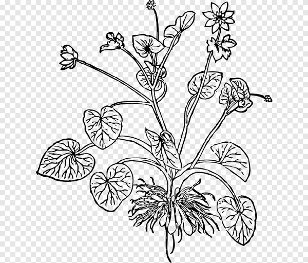 Бегония вечноцветущая (Begonia semperflorens)