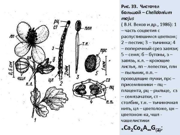 Чистотел вектор